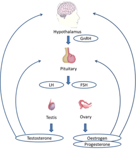 MALE AND FEMALE REPRODUCTIVE SYSTEM