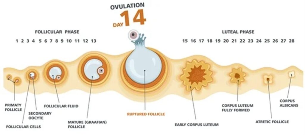 Physiology of ovulation